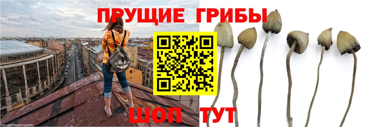 Москва  Псилоцибиновые грибы мухоморы  Галлюциногенные грибы GOLDEN TEACHER  Вход с VPN 